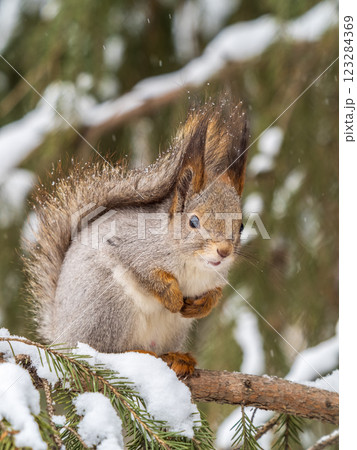 The squirrel sits on a branches without leaves in the winter or autumn The squirrel sits on a branches without leaves in the winter or autumn 123284369