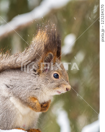 The squirrel sits on a branches without leaves in the winter or autumn The squirrel sits on a branches without leaves in the winter or autumn 123284370