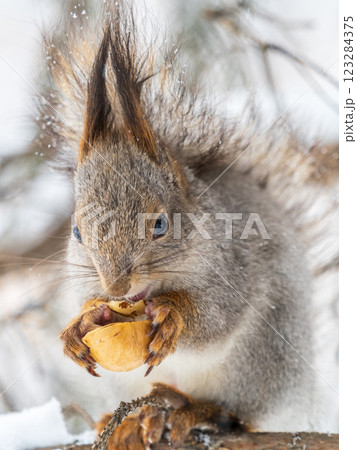 The squirrel with nut sits on tree in the winter or late autumn 123284375