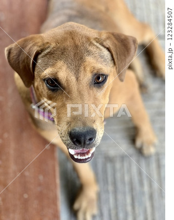 Portrait of a cute brown pitbull hybrid dog lying on the floor. Selective focus 123284507