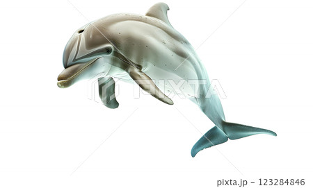 Beautiful Dolphin Art Illustration Swimming in Clear Water Beautiful Dolphin Art Illustration Swimming in Clear Water 123284846