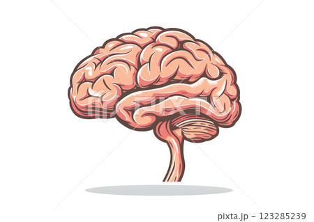 Detailed Illustrated Human Brain Drawing for Medical Usage 123285239