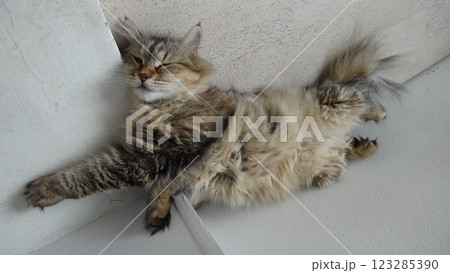 Siberian cat rests on the floor in a white room Siberian cat rests on the floor in a white room 123285390