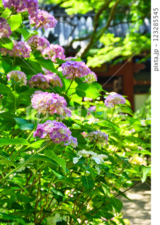 本土寺　美しいあじさい（千葉県松戸市） 123285545