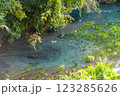 柿田川公園の湧水 柿田川公園の湧水 123285626