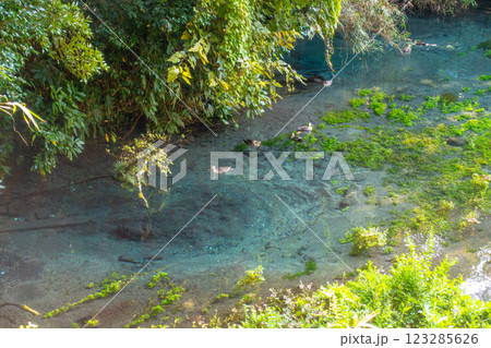 柿田川公園の湧水 柿田川公園の湧水 123285626