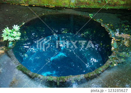 柿田川湧水群 柿田川湧水群 123285627