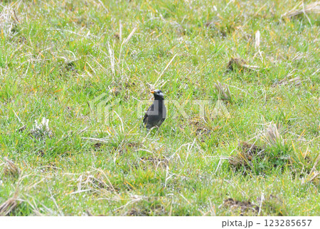 ムクドリ、椋鳥 123285657