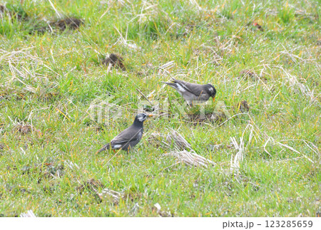 ムクドリ、椋鳥 123285659
