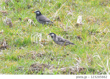 ムクドリ、椋鳥 ムクドリ、椋鳥 123285662