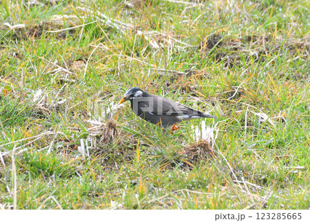 ムクドリ、椋鳥 123285665