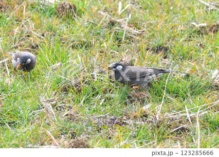ムクドリ、椋鳥 123285666