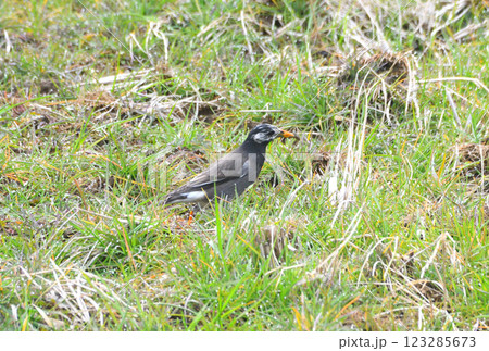 ムクドリ、椋鳥 ムクドリ、椋鳥 123285673