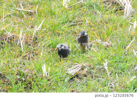 ムクドリ、椋鳥 123285676