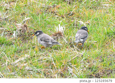 ムクドリ、椋鳥 ムクドリ、椋鳥 123285679