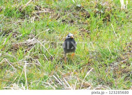 ムクドリ、椋鳥 ムクドリ、椋鳥 123285680