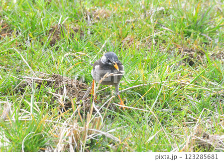 ムクドリ、椋鳥 ムクドリ、椋鳥 123285681