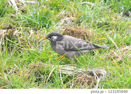 ムクドリ、椋鳥 123285690