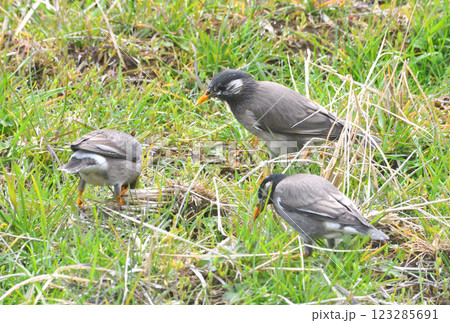ムクドリ、椋鳥 ムクドリ、椋鳥 123285691