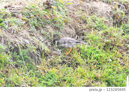 ムクドリ、椋鳥 ムクドリ、椋鳥 123285695