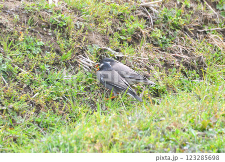 ムクドリ、椋鳥 123285698