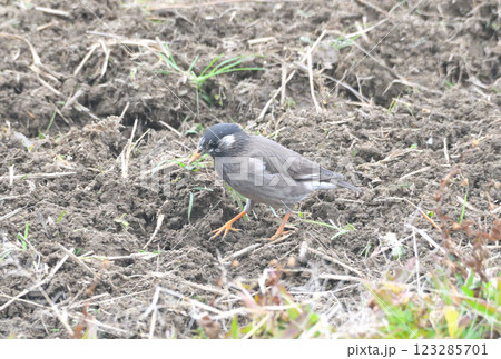 ムクドリ、椋鳥 123285701