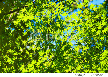 本土寺 美しい青もみじ(千葉県松戸市) 本土寺 美しい青もみじ(千葉県松戸市) 123285842