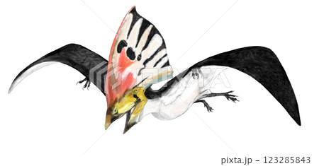 翼竜　トウパンダクティルス・　インペトラル体高の40％に達する巨大なトサカ 123285843