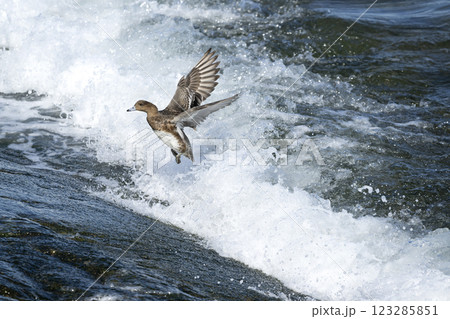 ヒドリガモ 123285851