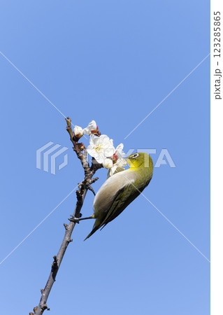 メジロ メジロ 123285865