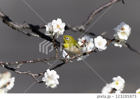 メジロ 123285873