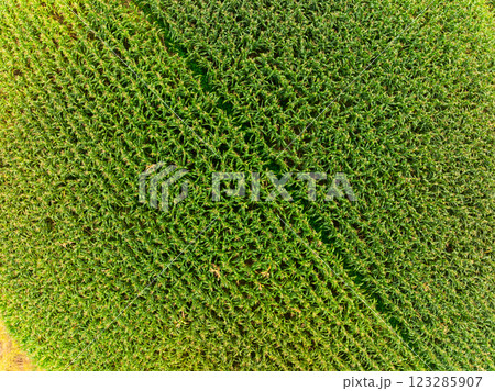 Drone shot, aerial view of a Corn field in northern Vietnam,Top view of the corn fields plantation 123285907