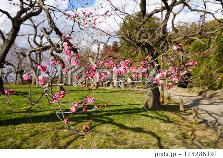 紅梅 紅梅 123286191