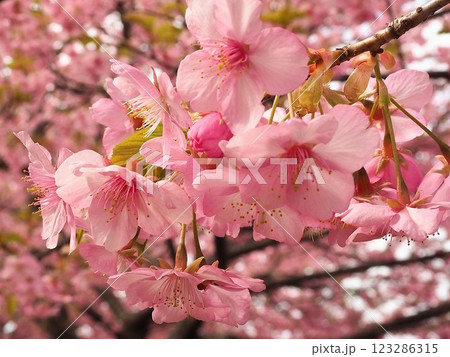 春の訪れを告げる河津桜 春の訪れを告げる河津桜 123286315