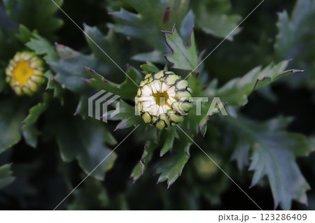 冬の庭に咲く白いヒナギクの花とつぼみ 冬の庭に咲く白いヒナギクの花とつぼみ 123286409