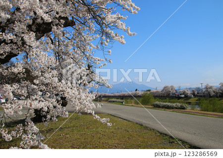 宮川の千本桜と磐梯山（福島県・会津美里町） 123286569