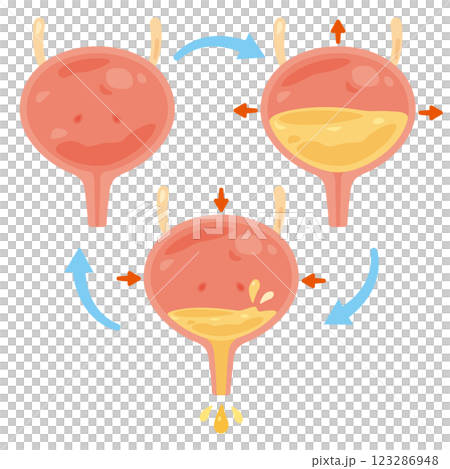 Bladder urination illustration 123286948