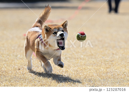 あーん あーん 123287016