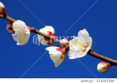白梅の花 【青空】 白梅の花 【青空】 123287309