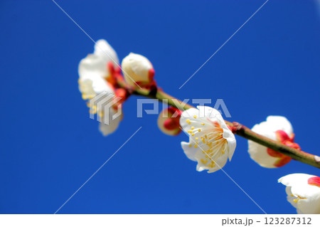 白梅の花 【青空】 白梅の花 【青空】 123287312
