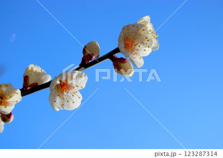 白梅の花 【青空】 白梅の花 【青空】 123287314