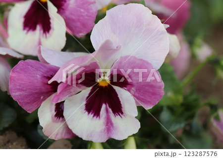 冬の庭に咲く白と赤紫色のカラフルなパンジーの花 123287576