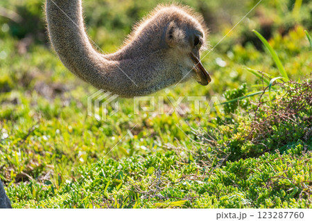 Osterich near cape of good hope 123287760