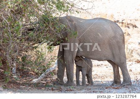 Desert elephant with its feeding calf 123287764