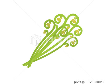 山菜の、わらびのイラスト 山菜の、わらびのイラスト 123288042