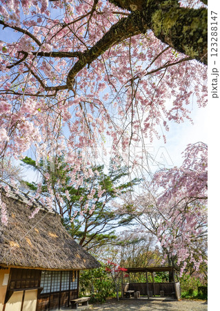 満開の桜と茅葺き屋根　岡山県真庭市「普門寺」 123288147