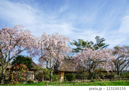 満開の桜と茅葺き屋根　岡山県真庭市「普門寺」 123288150