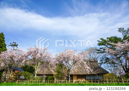 満開の桜と茅葺き屋根 岡山県真庭市「普門寺」 満開の桜と茅葺き屋根 岡山県真庭市「普門寺」 123288266