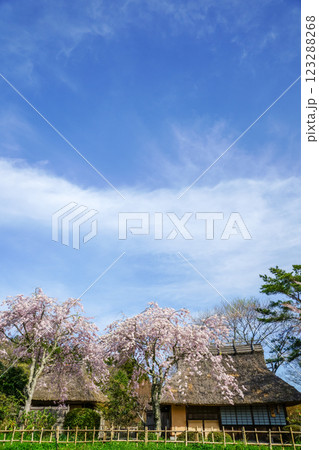 満開の桜と茅葺き屋根　岡山県真庭市「普門寺」 123288268