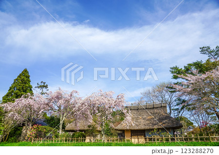 満開の桜と茅葺き屋根　岡山県真庭市「普門寺」 123288270